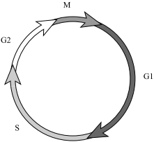 #Cell Cycle/ Cell Division - Mrs. Forhan - Assabet Valley Science Classes