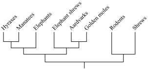 which is not a type of evidence used to determine evolutionary relationships